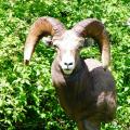 California Bighorn