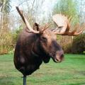 Moose