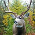 Mule Deer