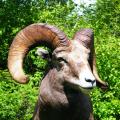 California Bighorn