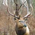 Roosevelt Elk