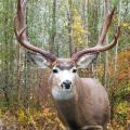 Mule Deer