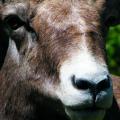 California Bighorn closeup