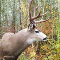 Mule Deer
