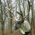Mountain Caribou
