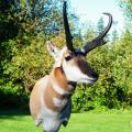 Pronghorn Antelope