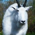 Mountain Goat