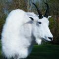 Mountain Goat