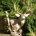 Floor Pedestal Mule deer