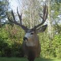 Mule Deer