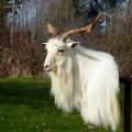 New Zealand Goat