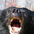 Black Bear