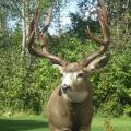 Mule Deer