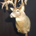 272 SCI Whitetail