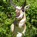 Pronghorn Antelope