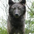 Black Wolf